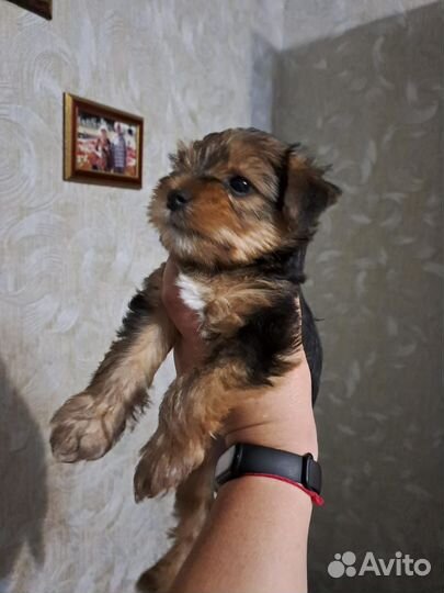 Йоркширский терьер девочка