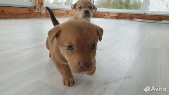 Продажа щенков мини лабрадора