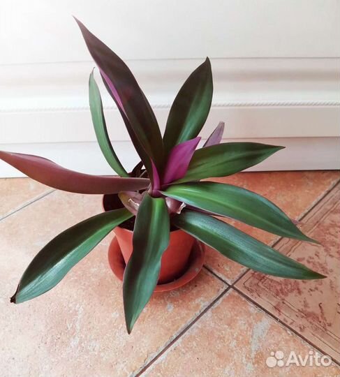 Рео или Ладья Моисея(Традесканция)