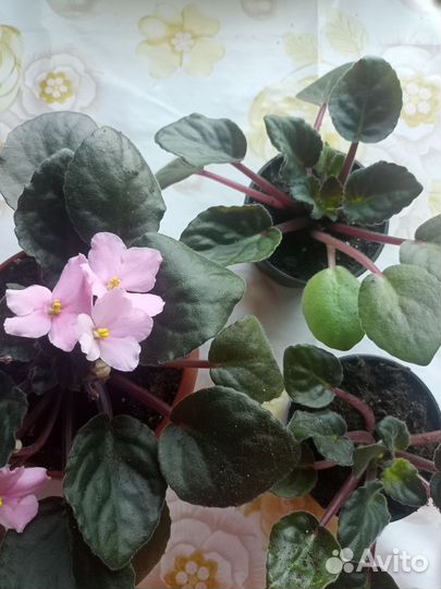 Комнатные цветы