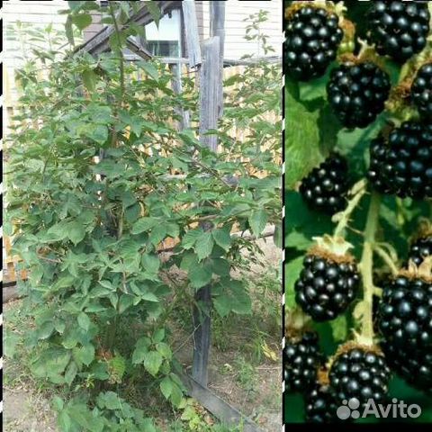 Ежевика без шипов