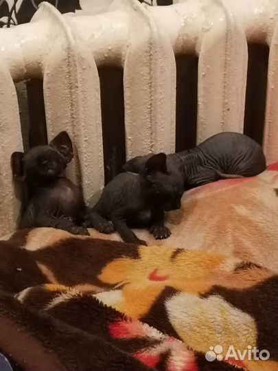 Канадский сфинкс котенок, девочка