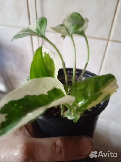 Сциндапсус Nana