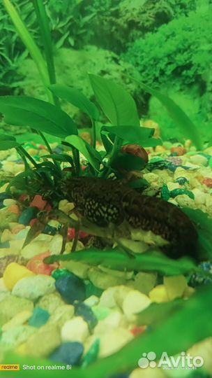 Австралийский рак