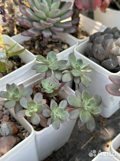 Суккуленты