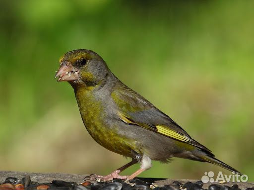 Певчие птицы