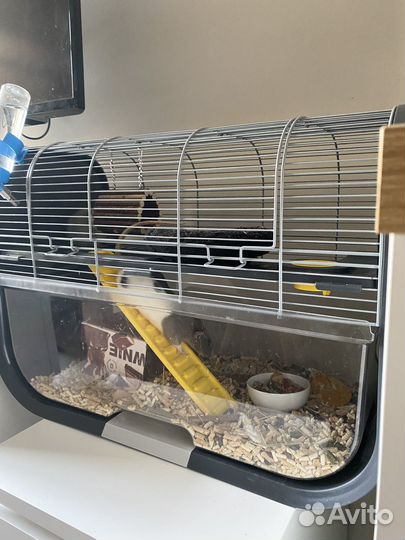 Крыса дамбо с клеткой