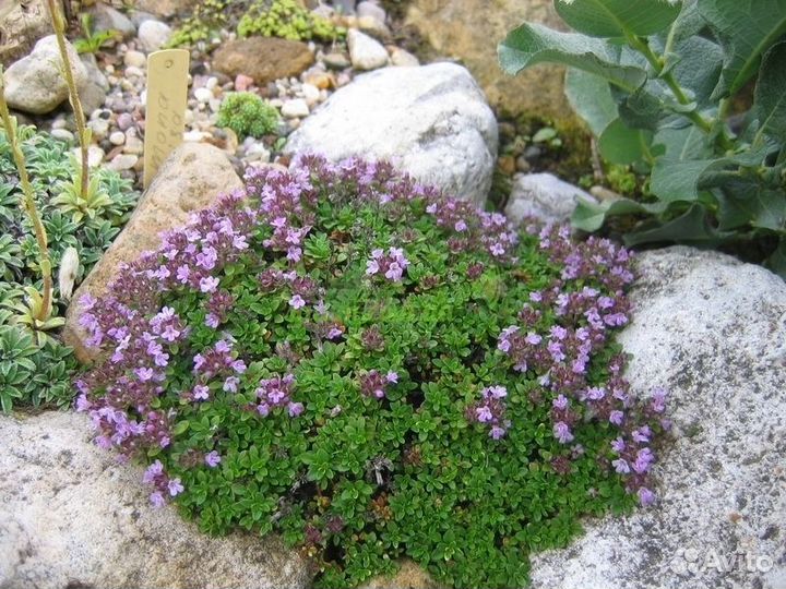 Садовые растения 