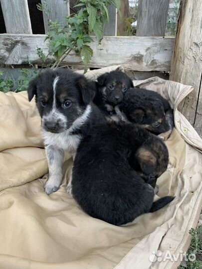 Щенки немецкой овчарки