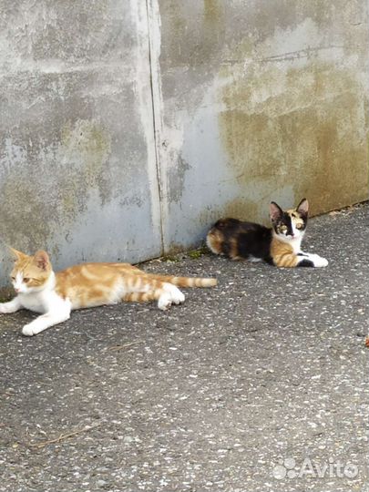Котята в добрые руки бесплатно
