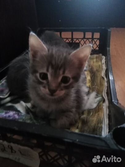 Кошка в дар бесплатно
