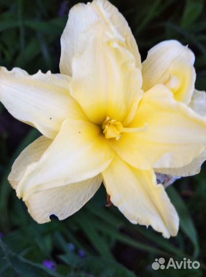 Продам лилейники