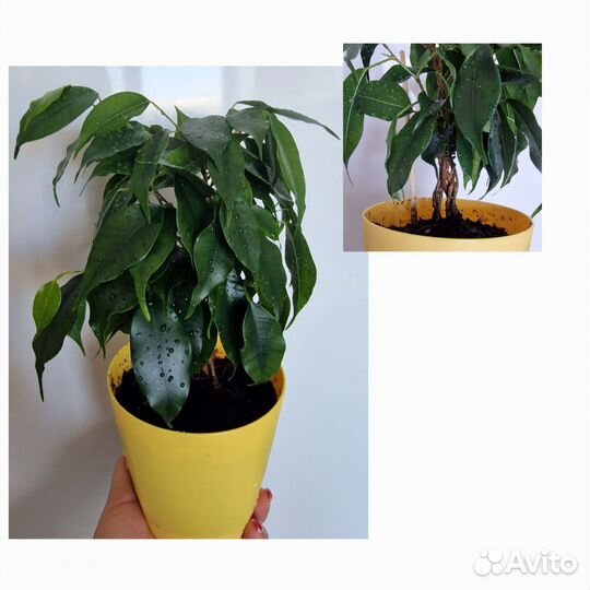 Фикус бенджамина