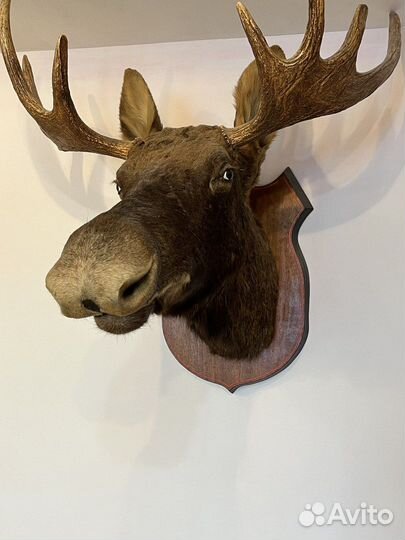 Чучело головы лося