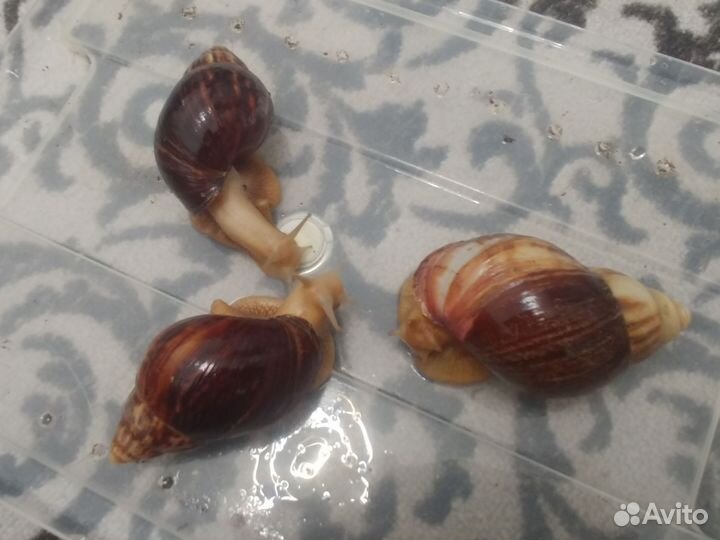Улитка ахатина обмен