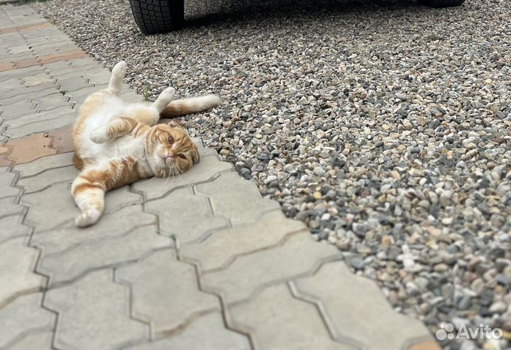 Шотландский кот вязка