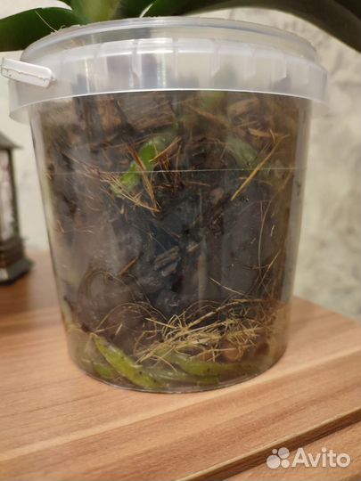 Орхидея Ark's Happy Magician