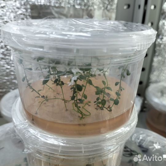 Голубика Пинк Лимонад Клоники in vitro