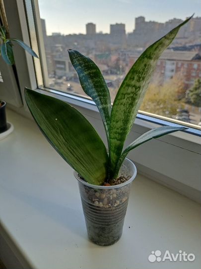 Комнатные растения