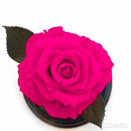 Роза в колбе Фуксия (малиновый) магазин