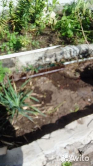 Растения для сада