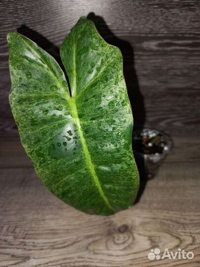 Paraiso Verde филодендрон