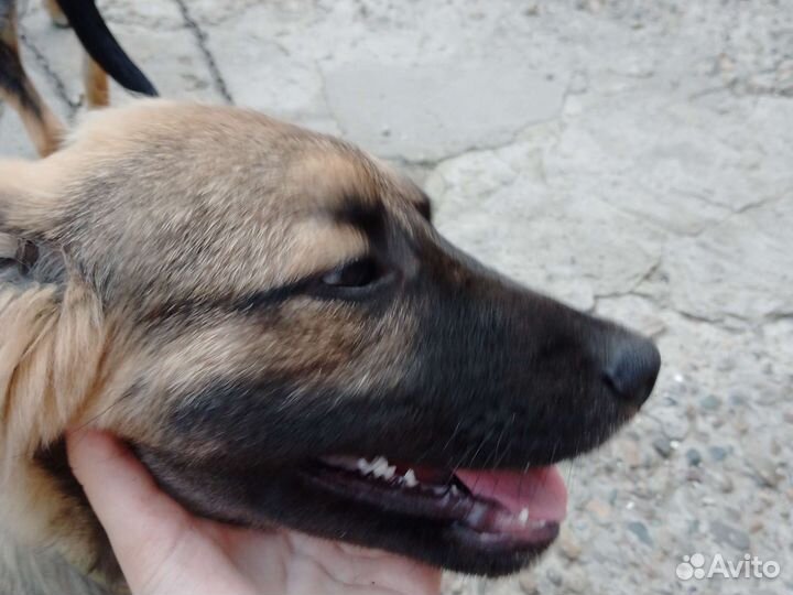 Отдам щенка в хорошие руки