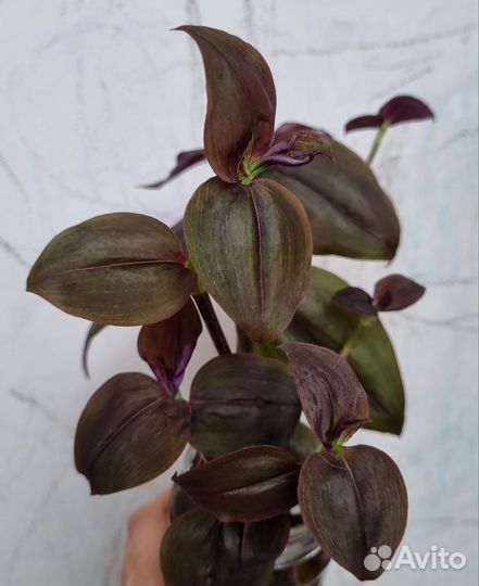 Традесканция Шоколадный холм