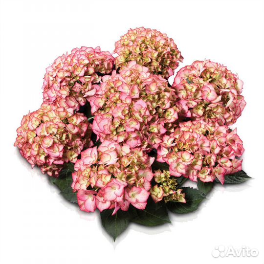 Гортензия крупнолистная саженцы