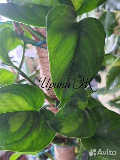 Сортовые Эпипремнумы