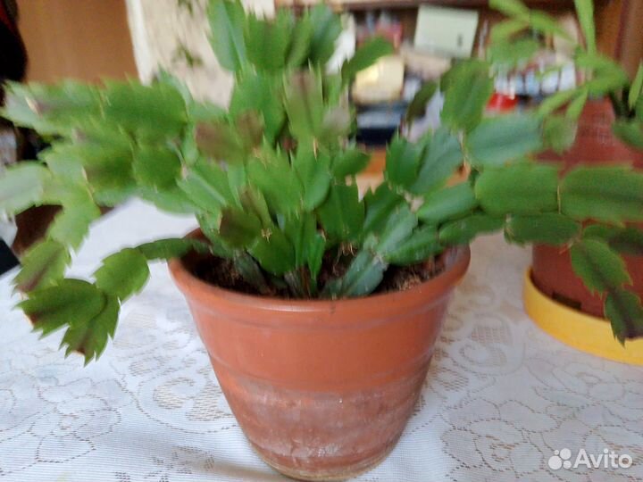 Папоротник нефролепис, декабрист, золотой ус