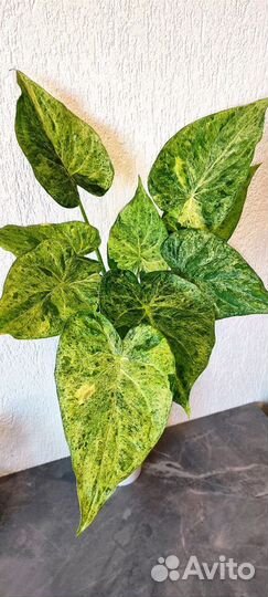 Alocasia cucullata'White lace'