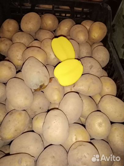 Семенной картофель гала
