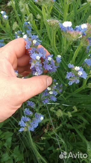 Роза опт и розница