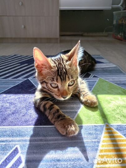 Бенгальская кошечка