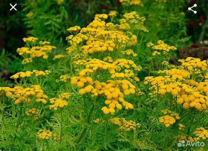 Пижма садовая