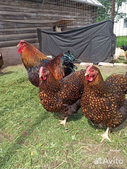 Цыплята Виандот