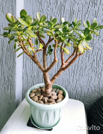 Красула толстянка/денежное дерево