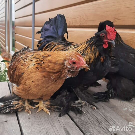 Карликовые Кохи Орловские Бентамка Сизли