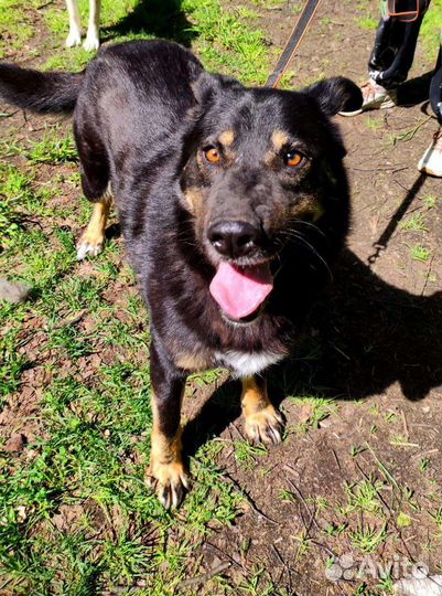 Заберите собаку из приюта