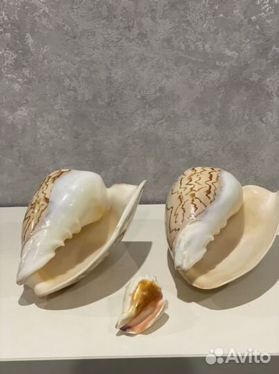 Морские ракушки для аквариумов, интерьера