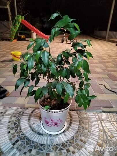 Фикус бенджамина