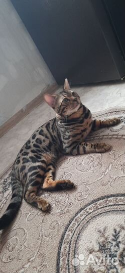 Бенгальский кот вязка