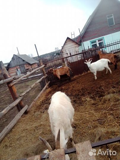 Козлята дойных коз