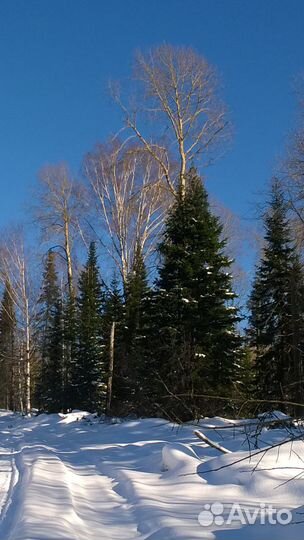 Продам масло пихтовое. Эфирные масла. Ароматерапия