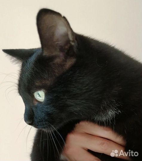 Котик-бегемотик Уся