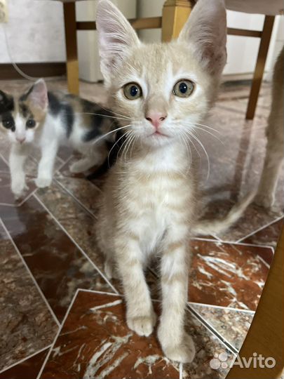 Котята в добрые руки