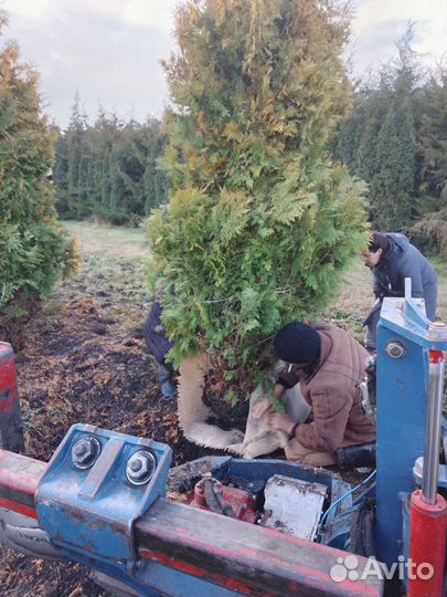 Аренда. Пересадка деревьев пересадчик. выкопка рас