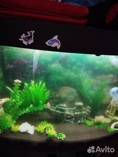 Аквариум