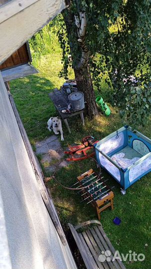 Собака в добрые руки Алабай
